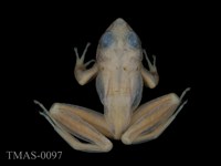 藏品(周氏樹蛙)的圖片